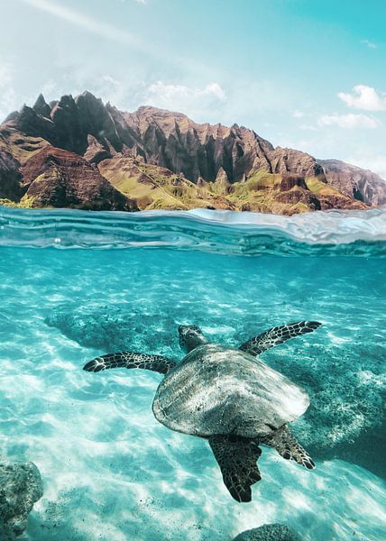 Sea Turtle by Gal Design