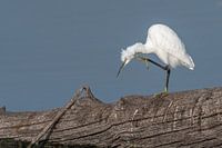 Kleine zilverreiger met jeuk