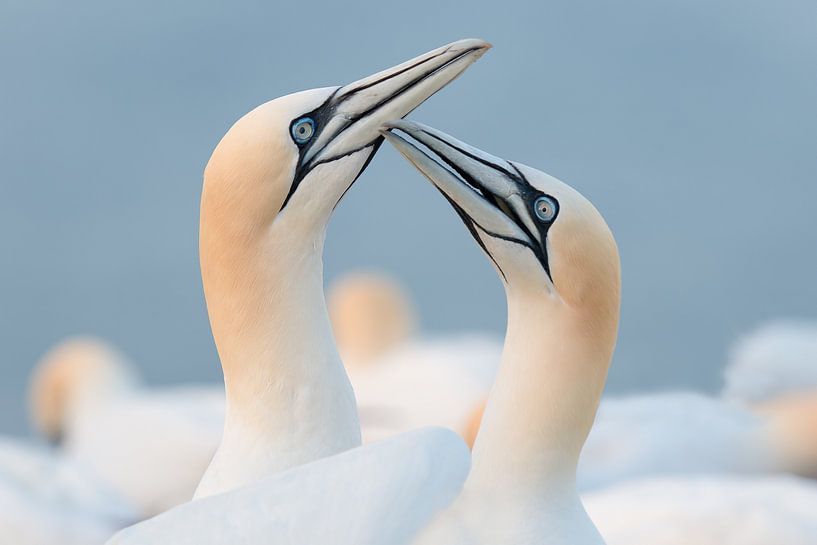 Jan-van-genten begroetingsritueel par Hans Overduin