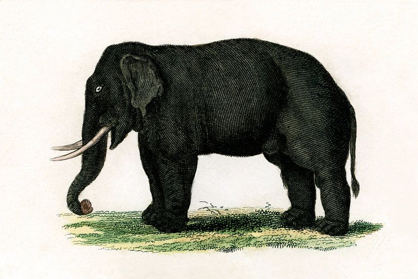 Elephant by Liesbeth Govers voor Santmedia.nl