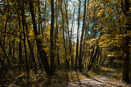 Herbstwald in Gelbtönen von Stefan Dunkel Naturfotografie