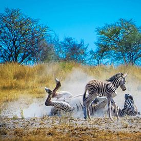 Zebra moeder demonstreert de wasbeurt van Rietje Bulthuis