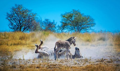 Zebra mother demonstrates the wash by Rietje Bulthuis