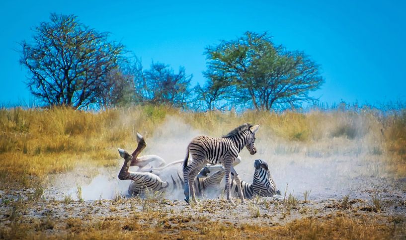 Zebra moeder demonstreert de wasbeurt van Rietje Bulthuis