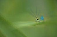 Look damselfly straight in the eyes by Moetwil en van Dijk - Fotografie thumbnail