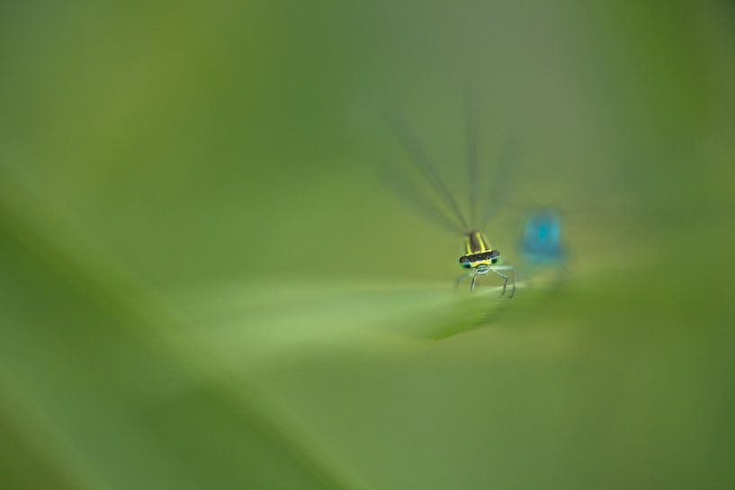 Look damselfly straight in the eyes by Moetwil en van Dijk - Fotografie