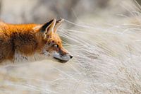 Red fox En Profil Amsterdamse Waterleidingduinen | Red fox horizontal