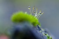 Dreamy drops hang from the moss