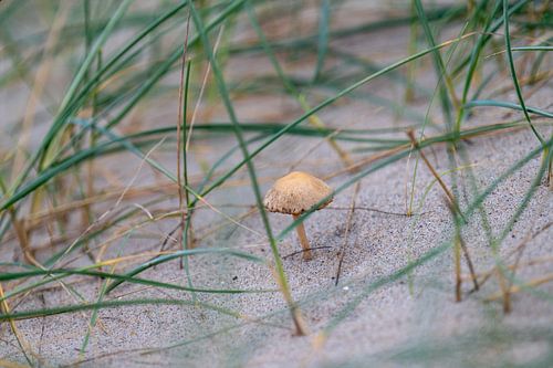 Champignon des dunes