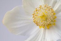 Close up of a Christmas rose