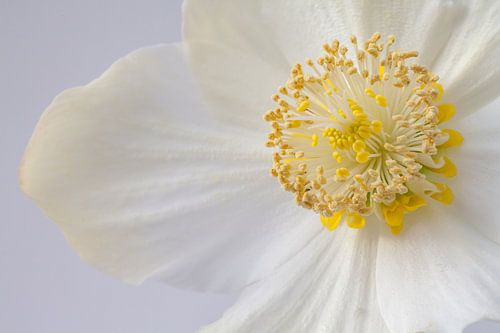Gros plan d'une rose de Noël