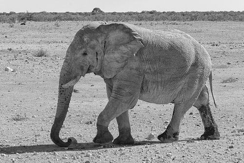 Afrikaanse savanne olifant jong in zwart wit