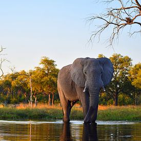 Elephant in the Okavango Delta by Amy Huibregtse