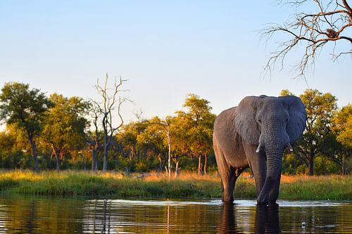 Elefant im Okavango-Delta