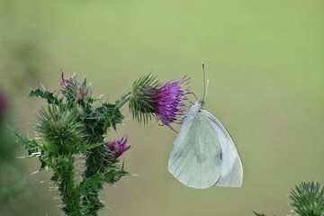 Butterfly  van Caroline Van Gelder