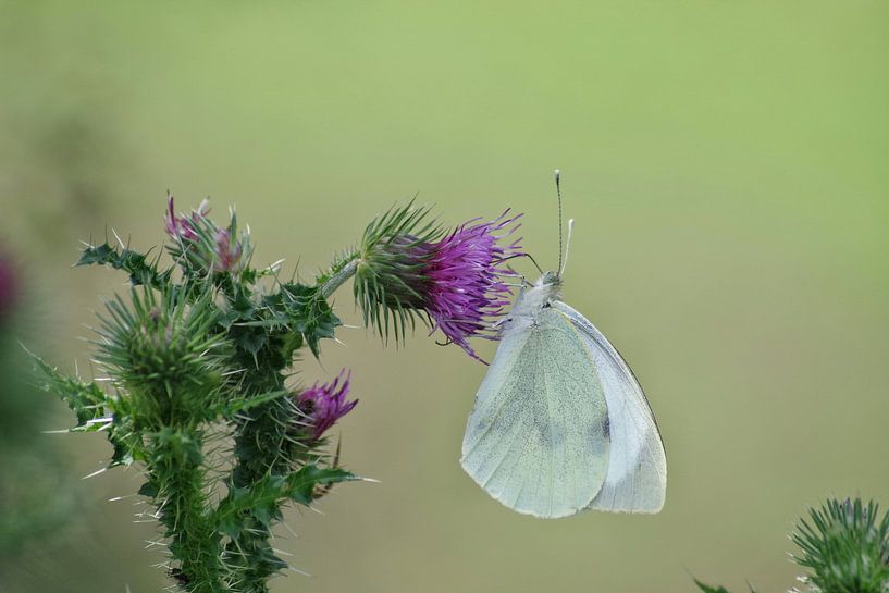 Butterfly  by Caroline Van Gelder
