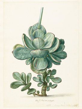 Succulente plant (Cotyledon orbiculata?), Herman Saftleven
