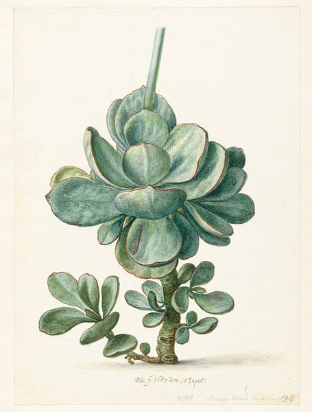 Succulente plant (Cotyledon orbiculata?), Herman Saftleven van Meesterlijcke Meesters