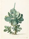 Succulente plant (Cotyledon orbiculata?), Herman Saftleven van Meesterlijcke Meesters thumbnail