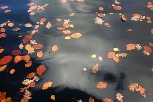Herbstblätter.