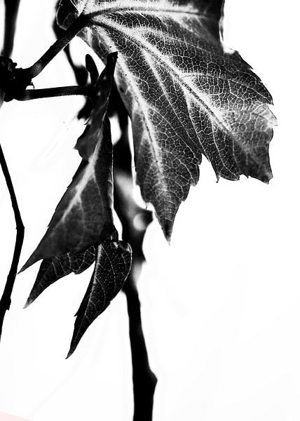 LEAVES MONOCHROM v3 von Pia Schneider