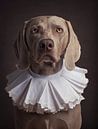 Klassiek hondenportret met kraag van Raoul Baart thumbnail