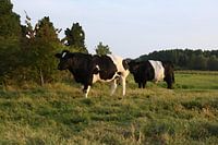 Waiting for the farmer - cows painted