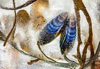 Mussels and seaweed underwater.