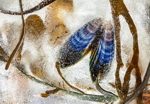 Mossels en zeewier onder water.