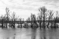 High water B&W