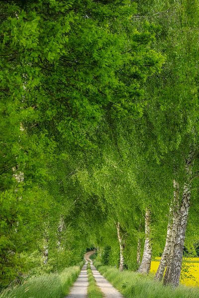 Feldweg durch frühlingshafte Birkenallee mit Rapsfeld von BlattArt - Christine Horn