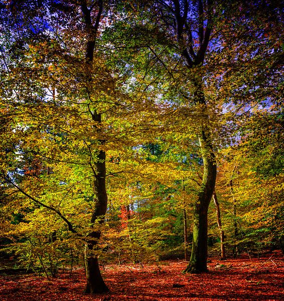 Speulder Bos 1 van Henk Leijen