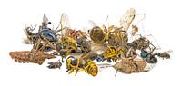 Many different dead insects lie on a heap. Optional on white on white