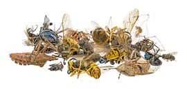 Veel verschillende dode insecten liggen op een hoop. Optioneel op wit op wit op wit van Hans-Jürgen Janda