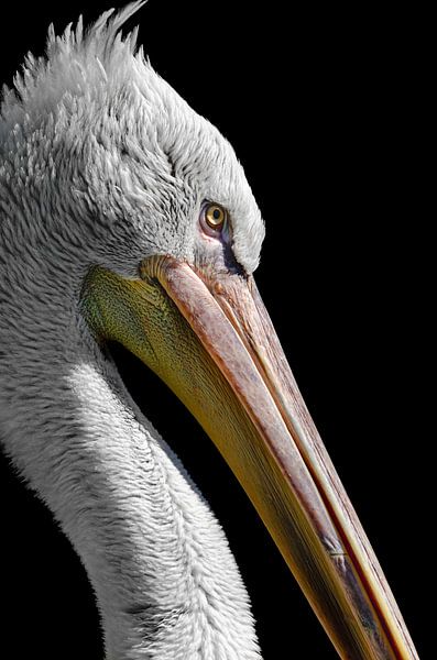 Porträt eines Pelikans von Richard Guijt Photography