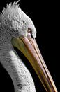 The Pelican portrait by Richard Guijt Photography thumbnail