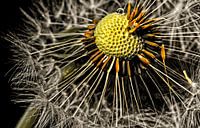 dandelion