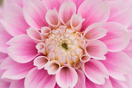 So sweet... by Monique van Helden