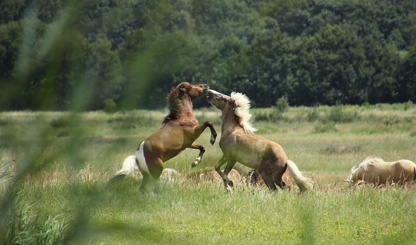 Spielende Pferde von Esther Leijten-Kupers