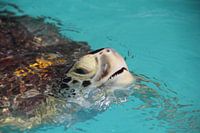 Sea turtle in Florida sticks head above water