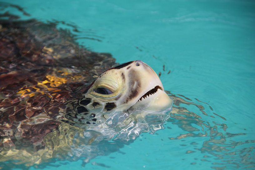 Sea turtle in Florida sticks head above water by SaschaSuitcase