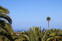 Holiday view palm tree