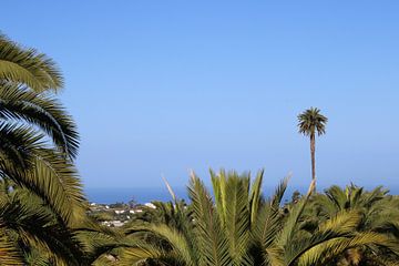 Vakantiezicht palmboom van Sascha van Haasteren