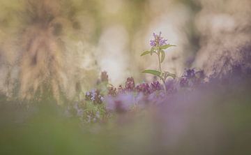 De natuur in een droombeeld. van Robby's fotografie