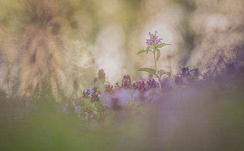 De natuur in een droombeeld.
