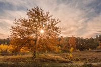 Zonsopkomst op de Brunssummerheide in de herfst