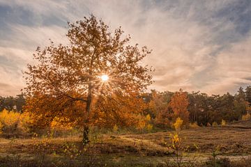 Zonsopkomst op de Brunssummerheide in de herfst van John van de Gazelle fotografie