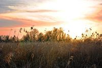 Sonnenuntergang Oostvaardersplassen