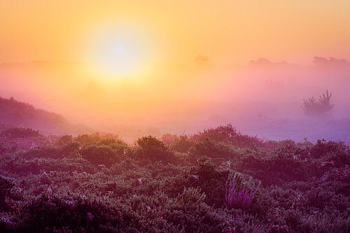 Bloeiende paarse heide bij zonsopkomst en nevel