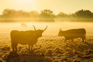 Goldener Wintermorgen mit schottischen Highlandern